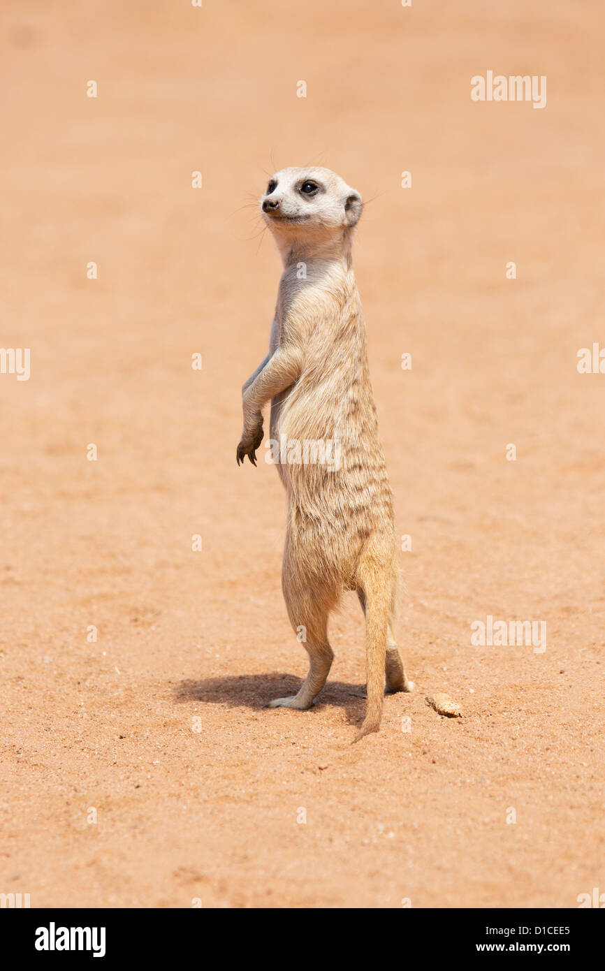 Meerkat in characteristic standing alert pose Stock Photo - Alamy