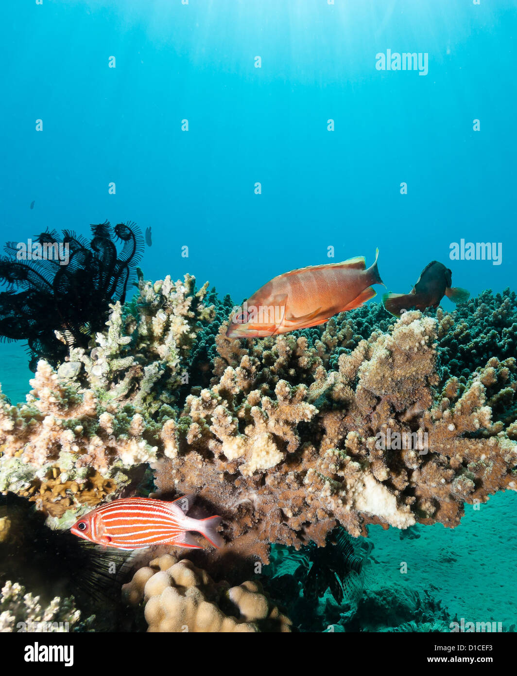 Grouper and other fish swim around a table coral Stock Photo