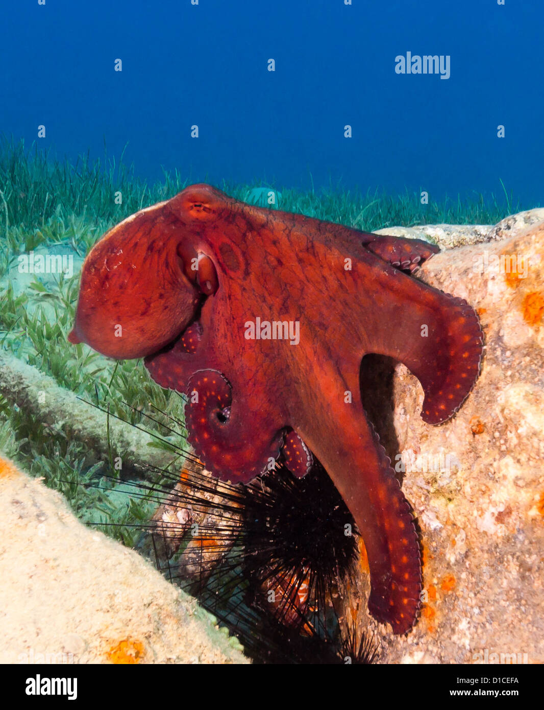 Sharm el sheikh diving and snorkelling hires stock photography and