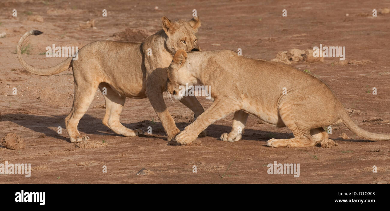 Two African lions playing Stock Photo