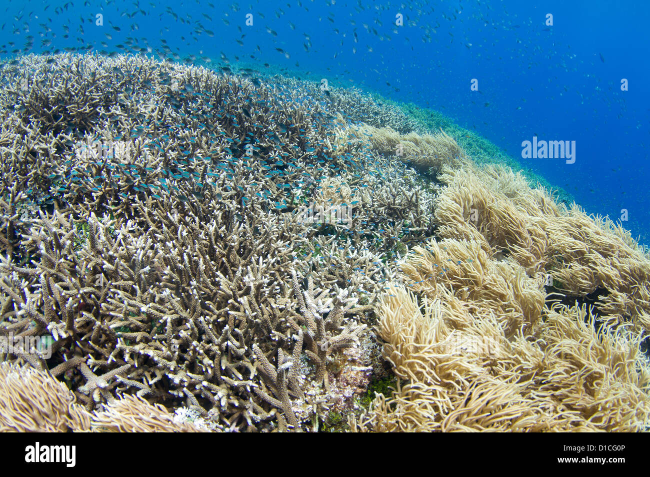 A hard coral garden with a variety of different hard corals including table, branching, cabbage or lettuce, and staghorn Stock Photo