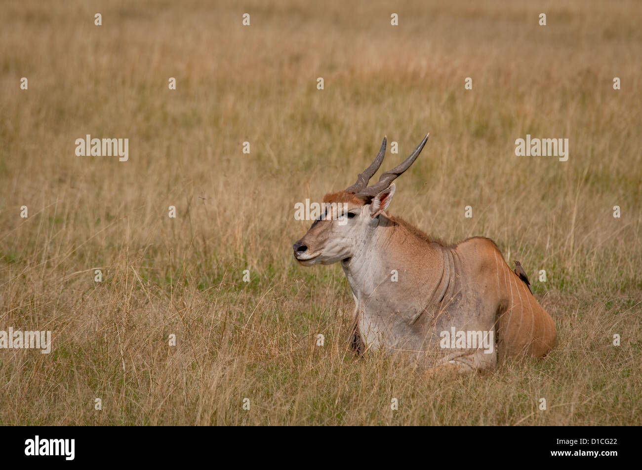 Eland lying down in plains Stock Photo