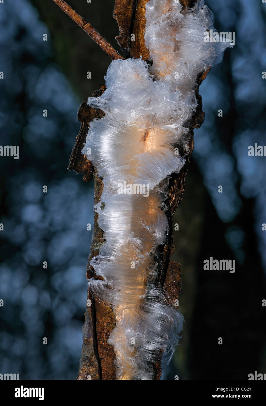 Woodland frost flower ice extruded hires stock photography and images