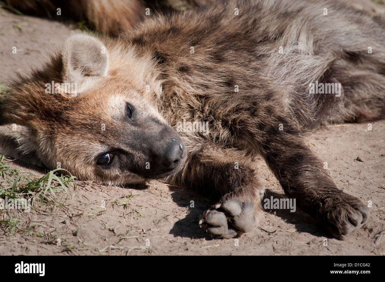 Are Hyenas Part Of The Canine Family