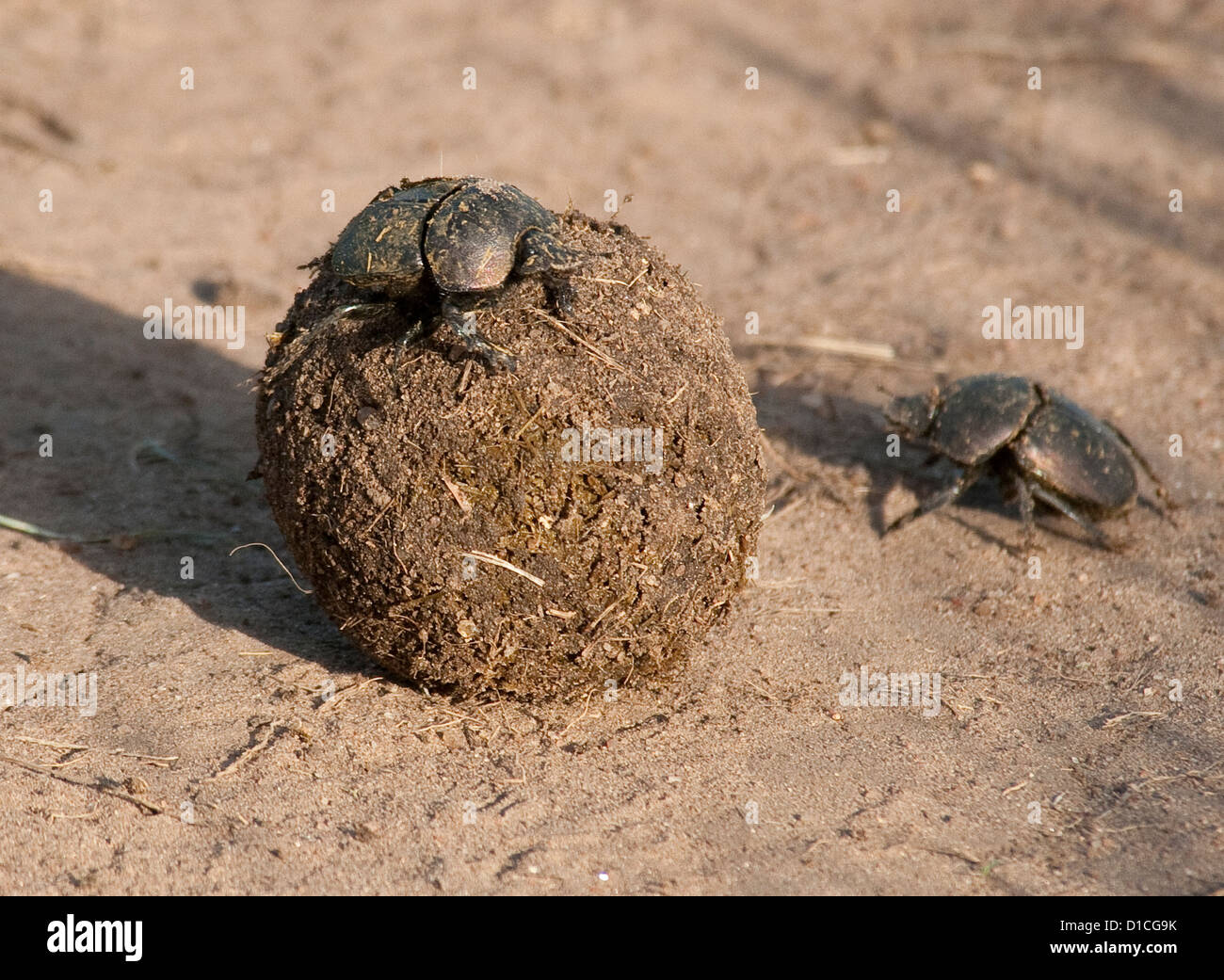 Dung beetles with elephant dung Stock Photo