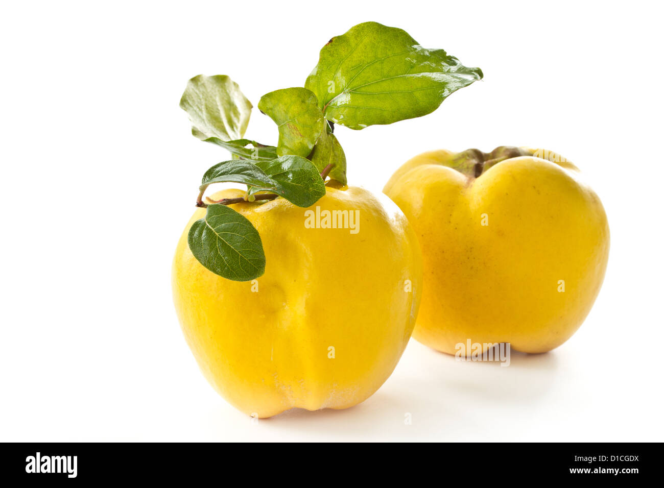 quince Stock Photo