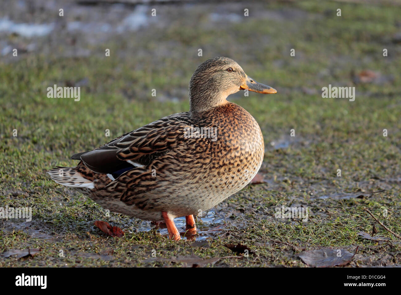 Female Mallard wading and foraging in waterlogged ground. Stock Photo