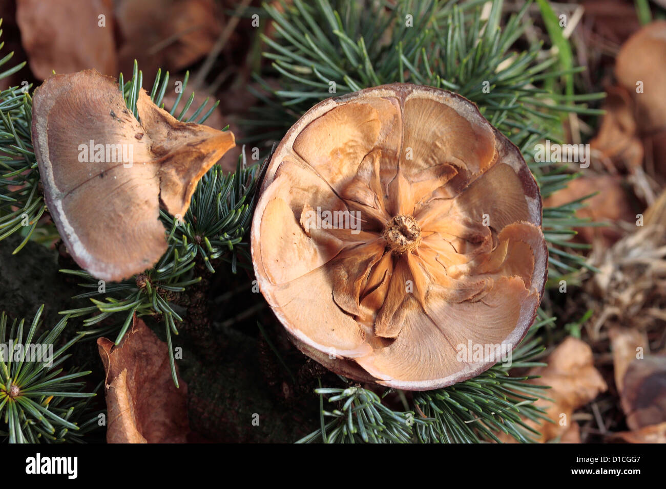 De-seeded Cedar of Lebanon (cedrus libani) cone Stock Photo