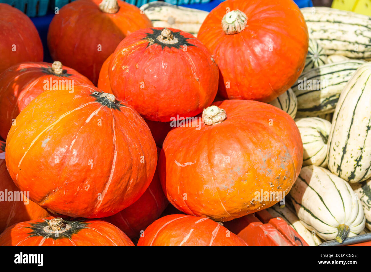 Orange hubbard and delicata squash on display at the market Stock Photo