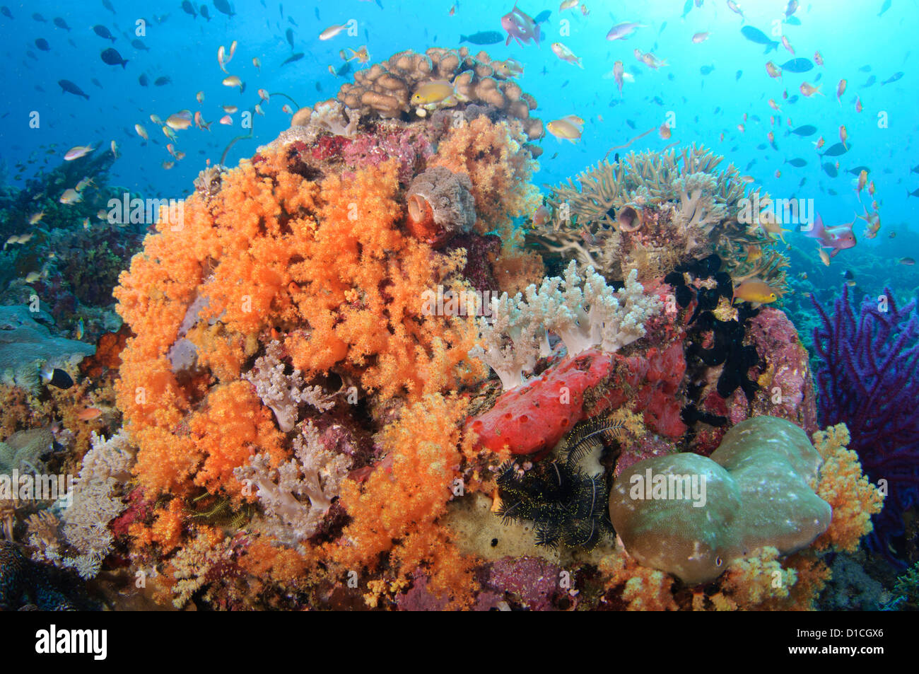 Soft corals and anthias, Spice Islands, Maluku Region, Halmahera, Indonesia, Pacific Ocean Stock Photo