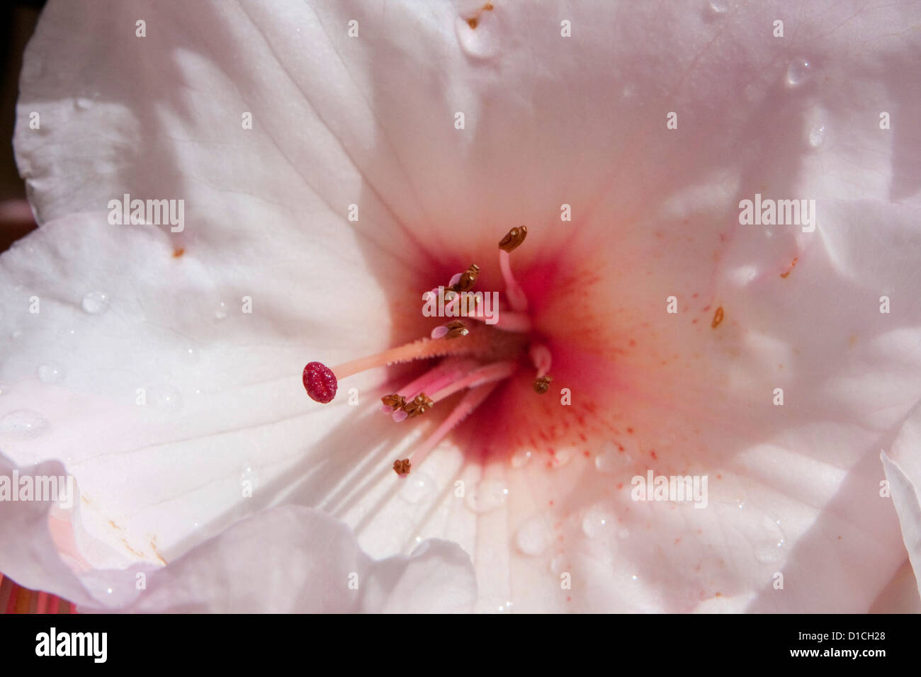 Close-up inside a pink Rhododendron flower showing petals,stamens & water droplets in Nanaimo, Vancouver Is. BC, Canada in April Stock Photo