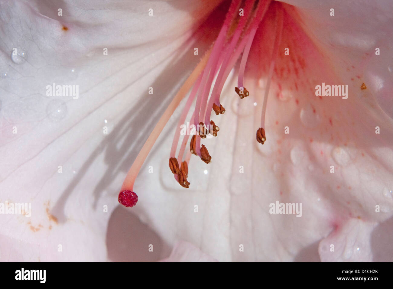 Close-up inside a pink Rhododendron flower showing petals,stamens & water droplets in Nanaimo, Vancouver Is. BC, Canada in April Stock Photo