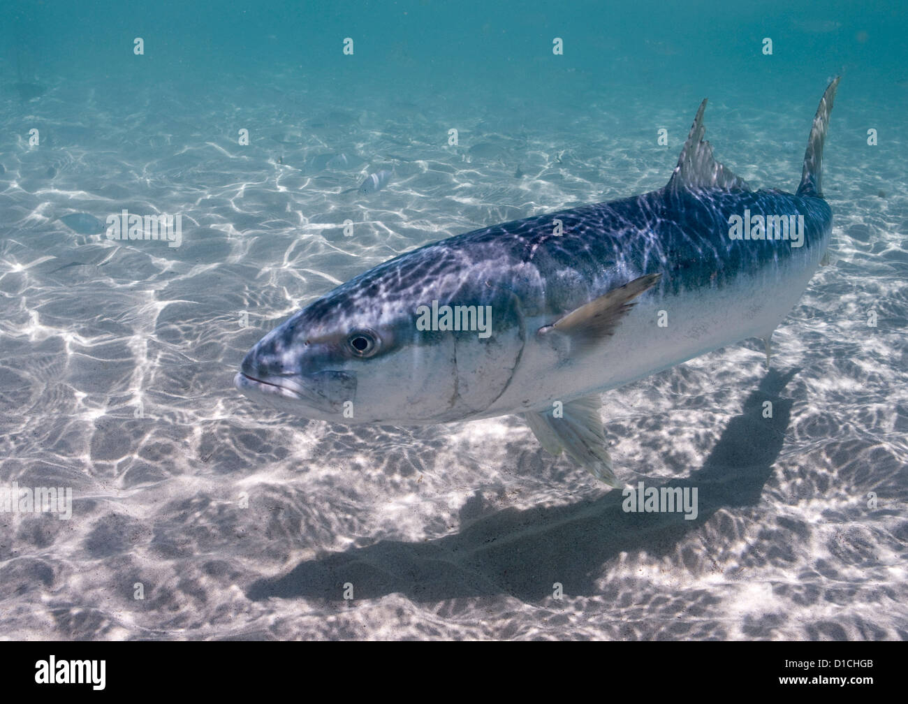 Kingfish (Seriola lalandi), Ned’s Beach, Lord Howe Island, Australia. Image taken while snorkeling. Stock Photo