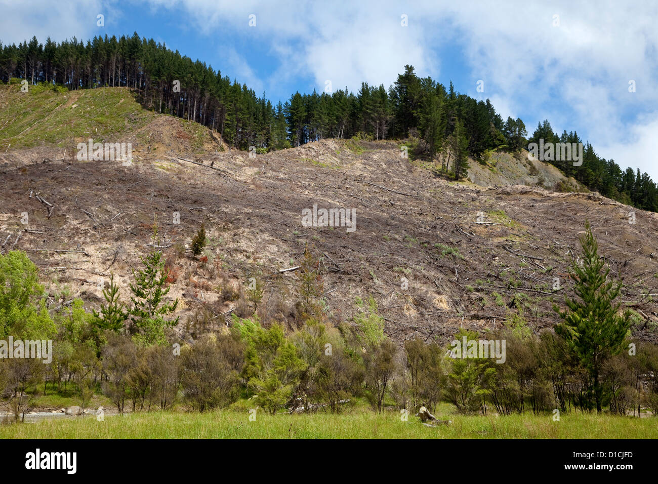 Silviculture. Hillside Harvested of Trees. East Cape, North island, New Zealand, from Highway 35. Stock Photo