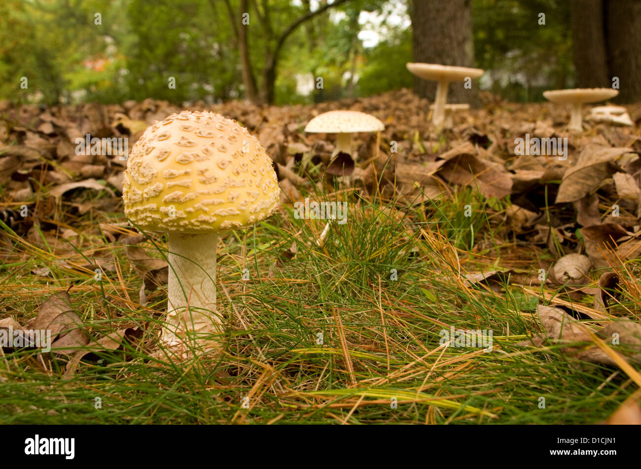 Ovate shaped wild mushroom Stock Photo