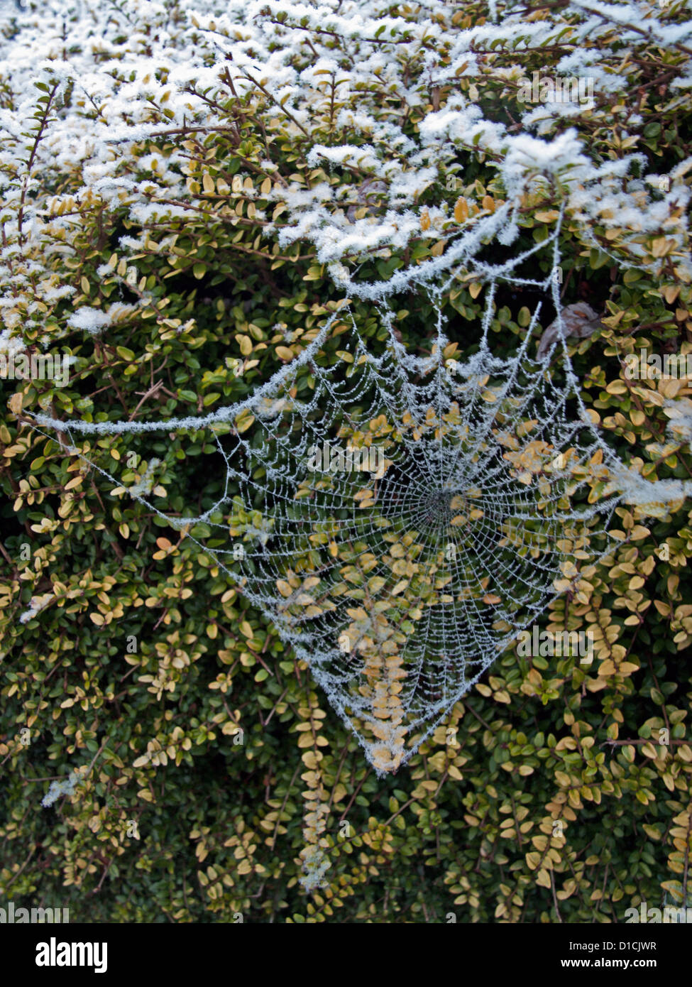 Frost covered spider's web in winter, London, England, United Kingdom ...