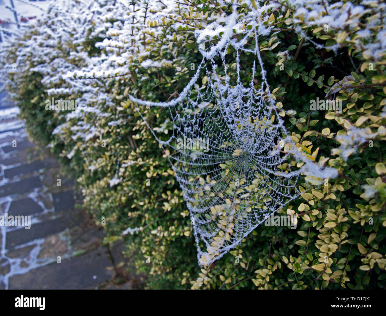 Frost covered spider's web in winter, London, England, United Kingdom ...