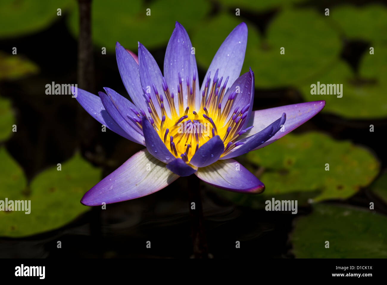 The blue egyptian water lily hires stock photography and images Alamy