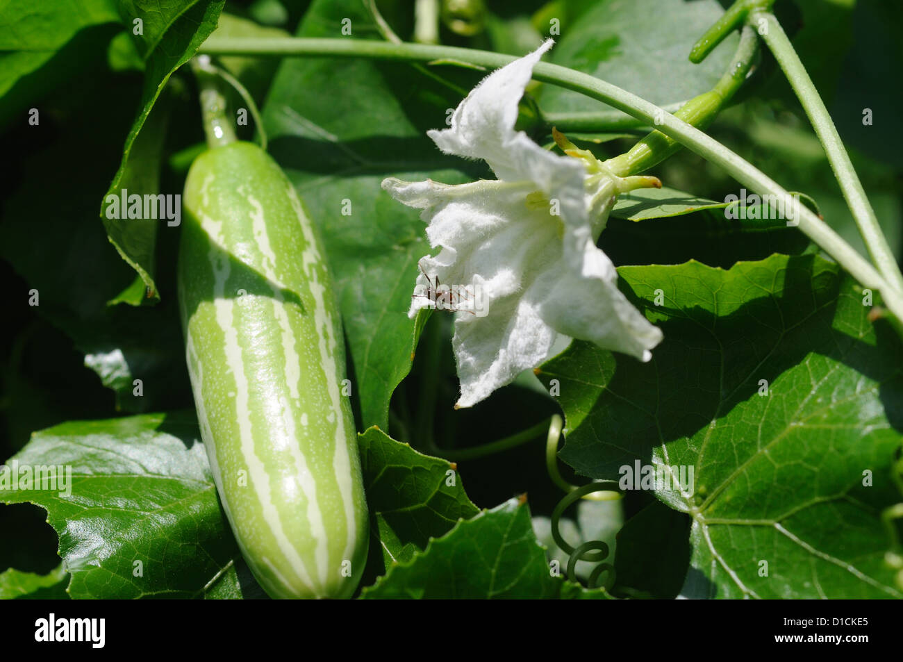 Coccinia grandis, the ivy gourd, also known as baby watermelon, little gourd, gentleman's toes.  It is also known as Cephalandra Stock Photo