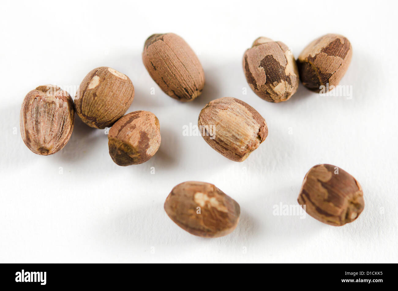 Dry lotus hi res stock photography and images Alamy