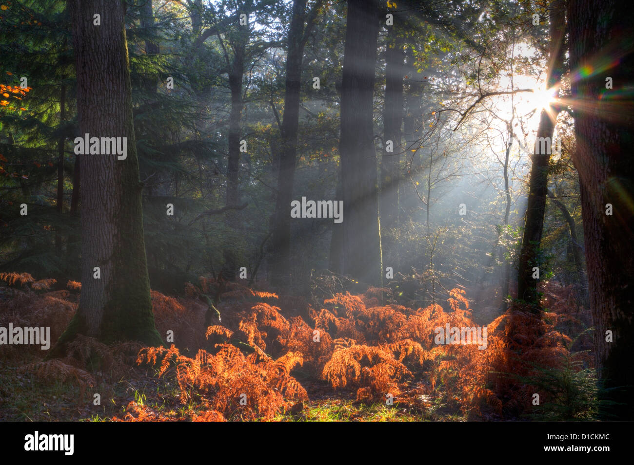 Sun beams and trees hi-res stock photography and images - Alamy