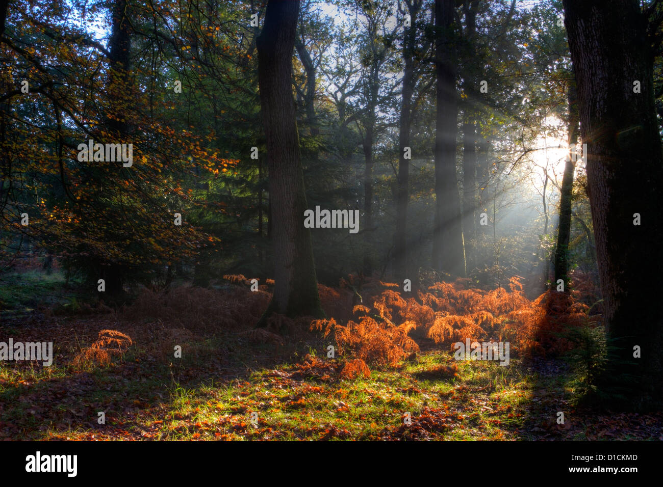 Sun beams and trees hi-res stock photography and images - Alamy