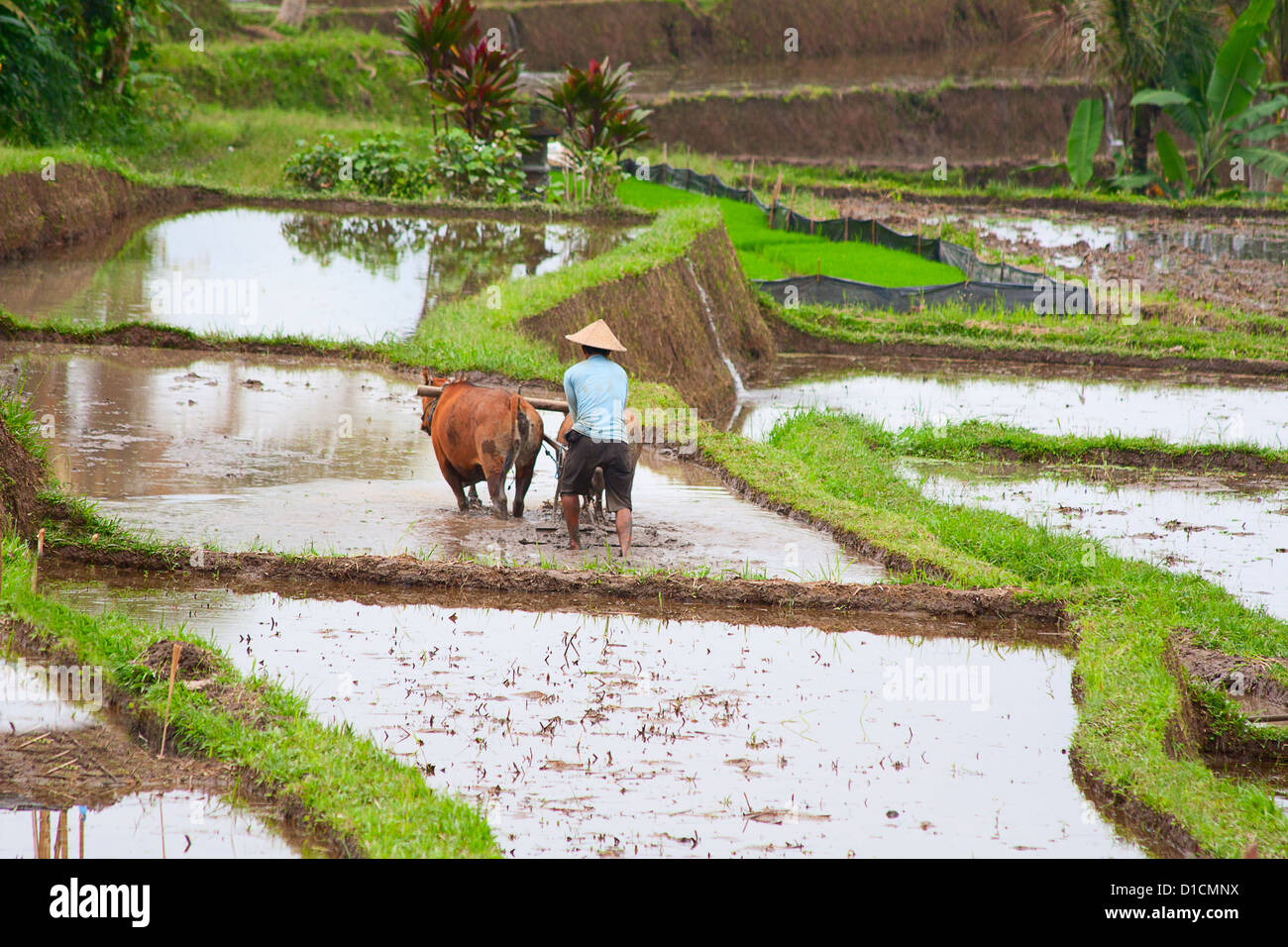 Prepared for rice plantation hi-res stock photography and images - Alamy