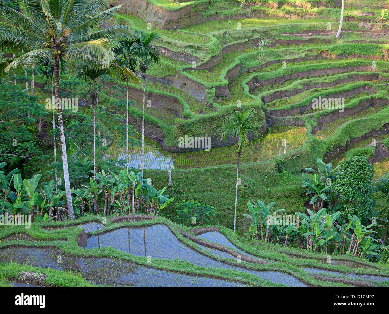 Bali Photo Rice Rice fields, prepared for rice. Bali, Indonesia Stock Photo - Alamy