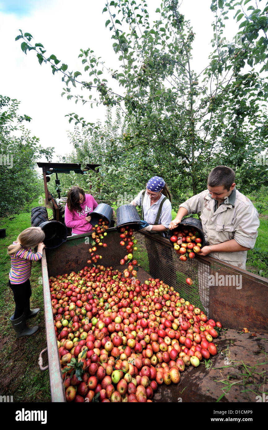 Cider making at Broome Farm near Ross-on-Wye UK where there is free camping and tasting to volunteer apple pickers Stock Photo