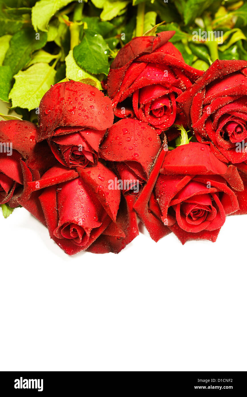 Beautiful red roses, isolated on white background Stock Photo