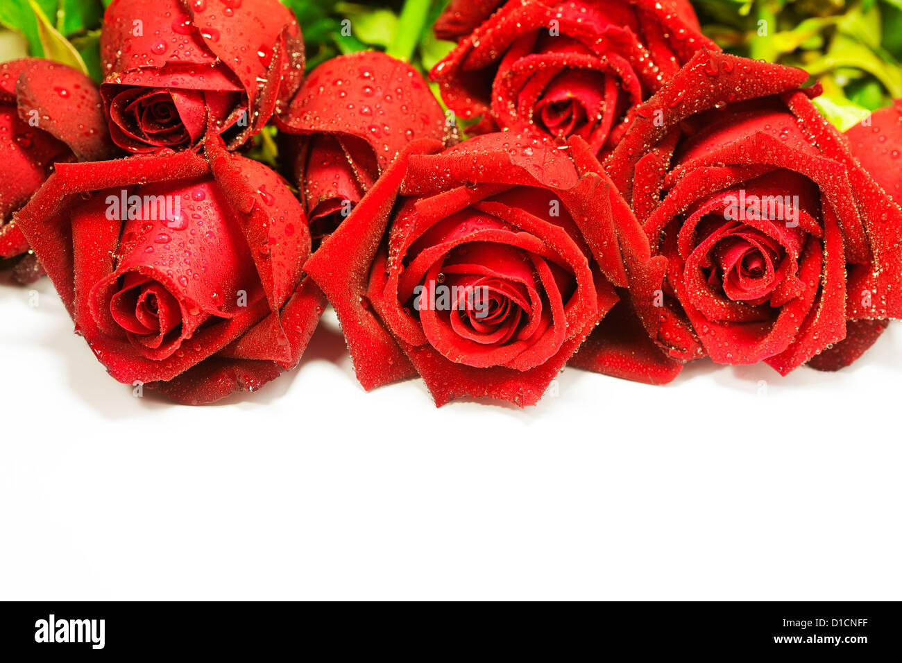 Red roses, isolated on white background. Very shallow DOF. Stock Photo