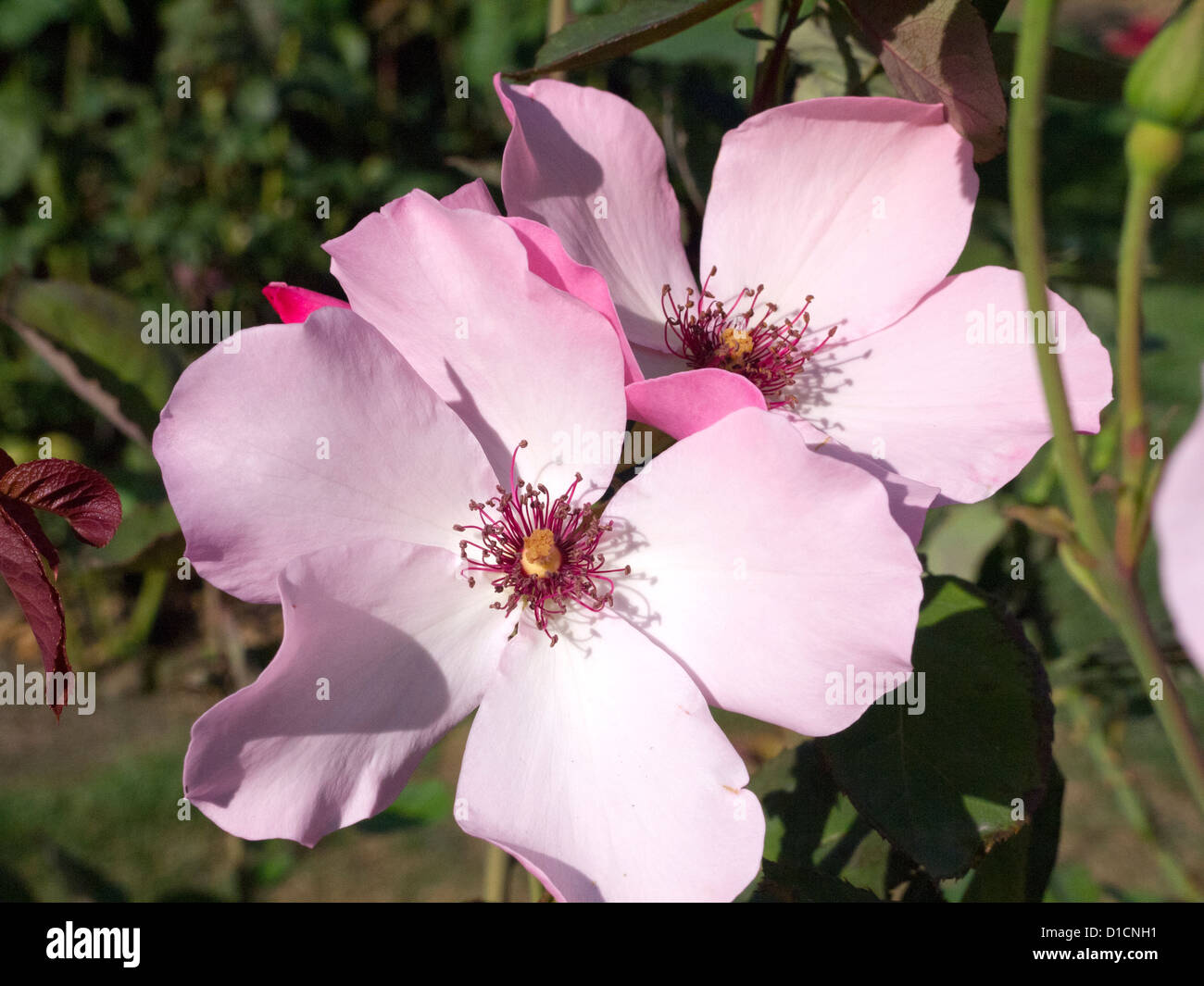 flowers in California USA Stock Photo Alamy