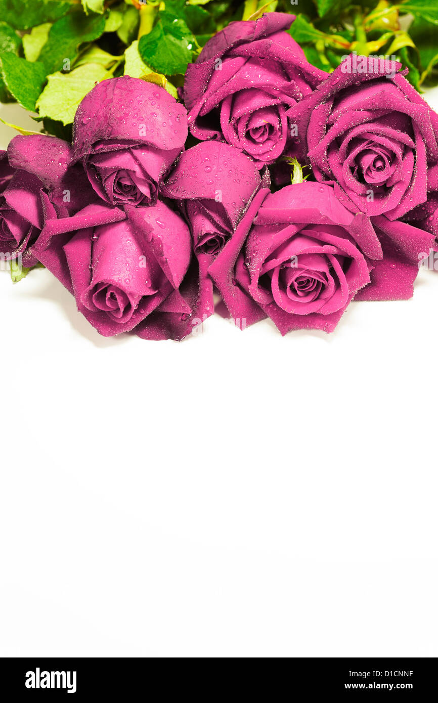 Pink roses, isolated on white background Stock Photo