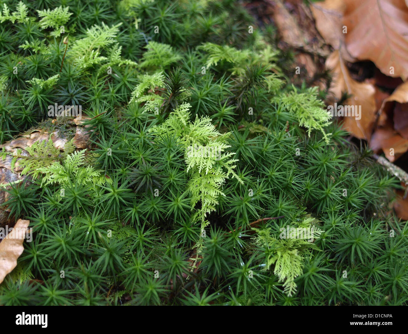 Common tamarisk moos hair moss and beech leaves in a forest Stock Photo