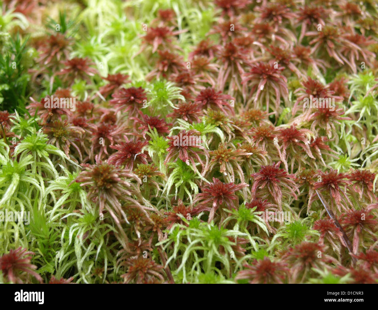 red and green peat moss Stock Photo - Alamy