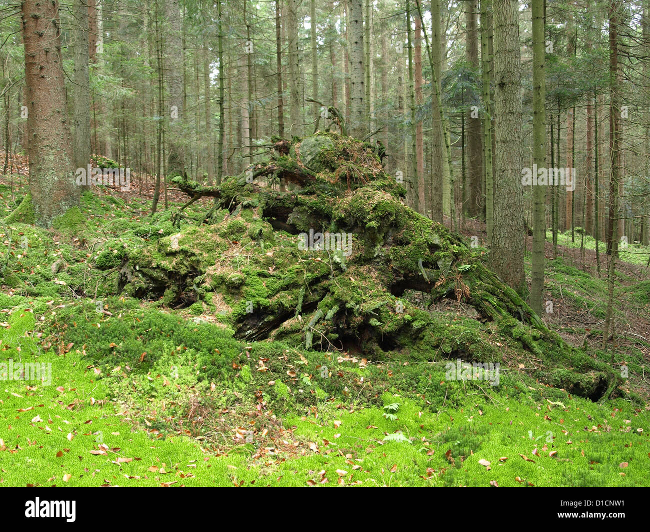 uprooted fir, nature park upper Bavarian Forest, Bavaria, Germany Stock Photo