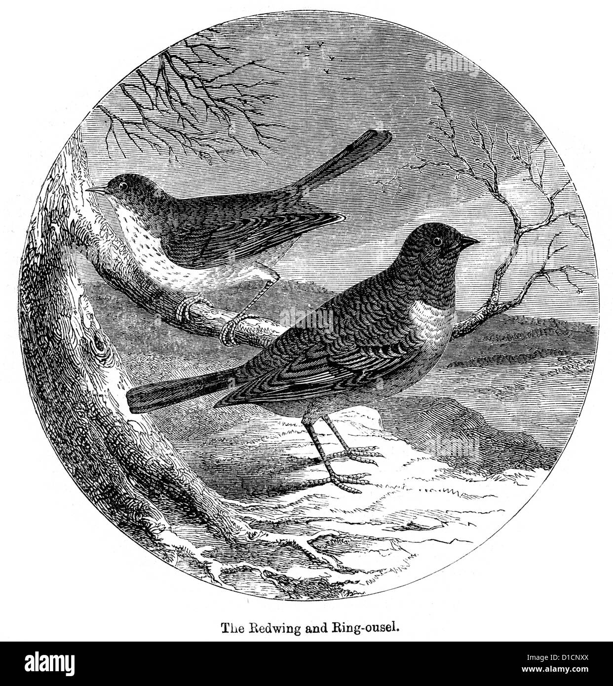 Victorian engraving of a Redwing and Ring ousel, 1897 Stock Photo