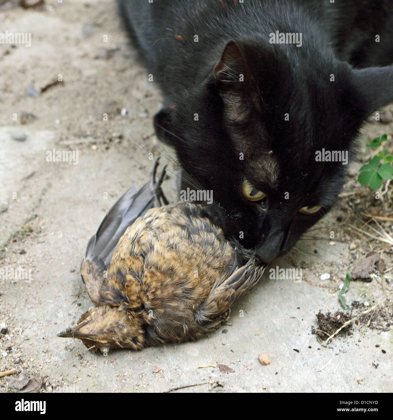 black cat having just killed a bird Stock Photo