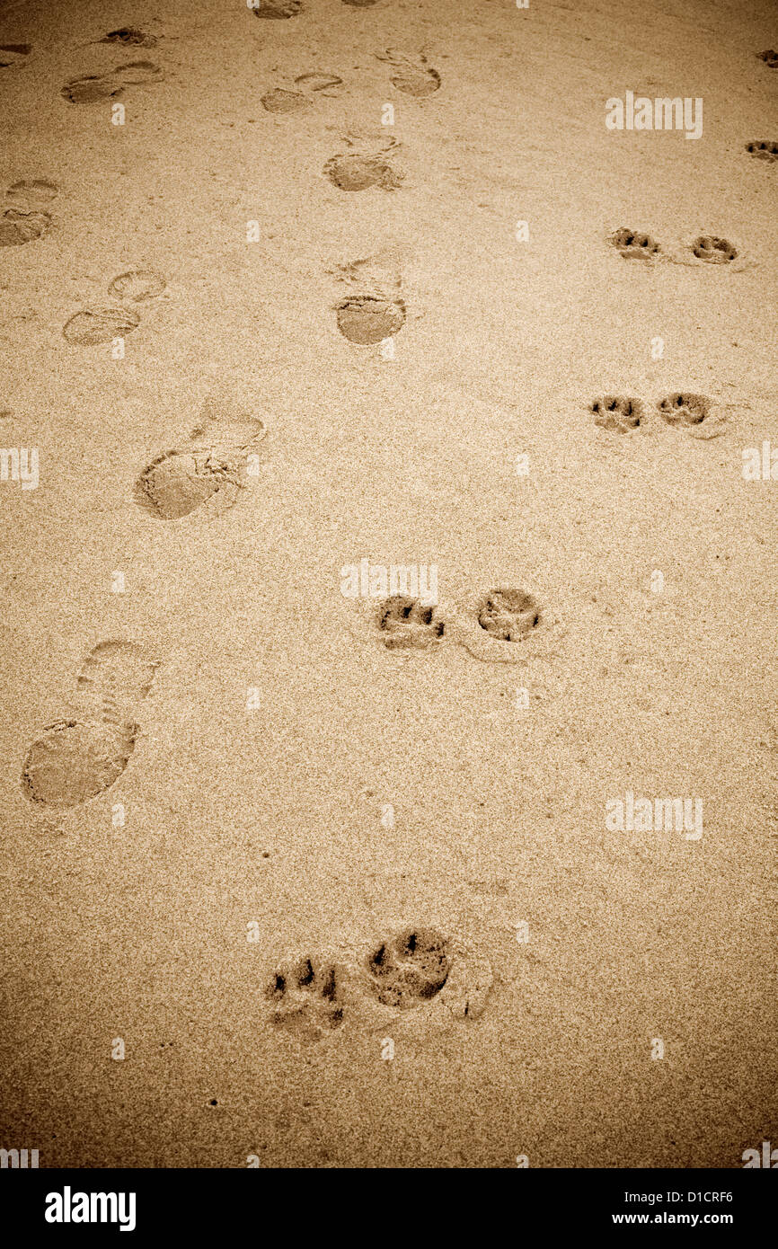 Human And Dog Prints In Sand Stock Photo
