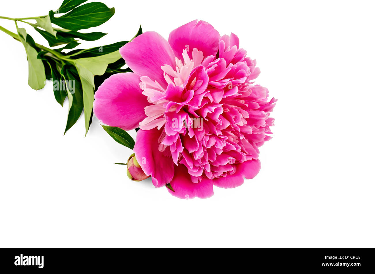 Pink peony with green leaves on a stem isolated on white background ...
