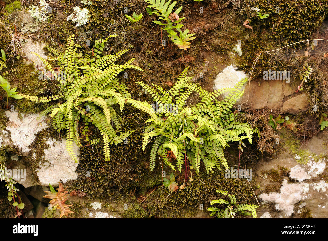 Maidenhair spleenwort (Asplenium trichomanes) and other ferns, mosses and lichens growing on a damp stone wall. Libardon, Colunga, Asturias, Spain. Stock Photo