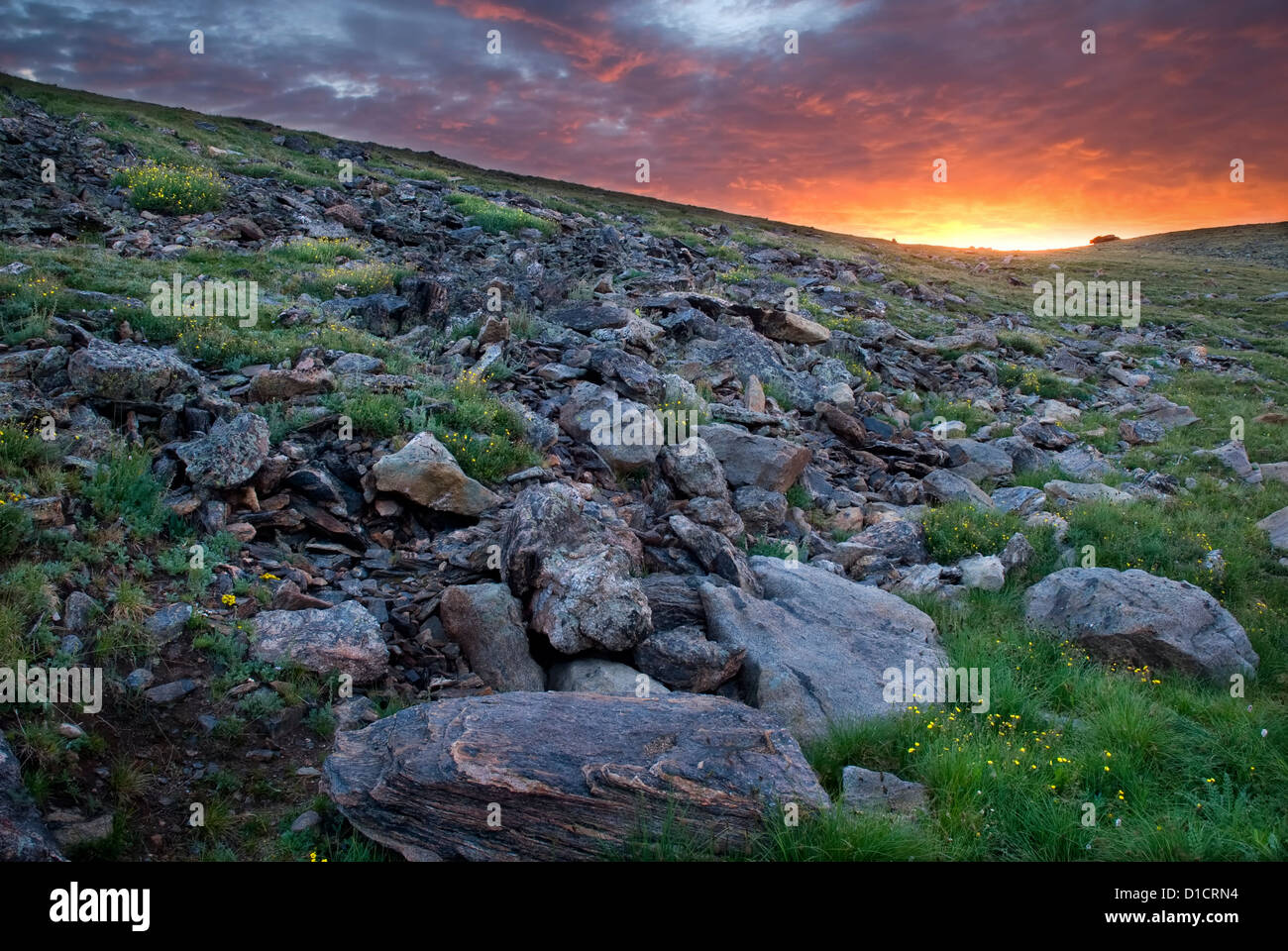 Alpine Tundra at Dawn - Rocky Mountain National Park - Colorado USA Stock Photo