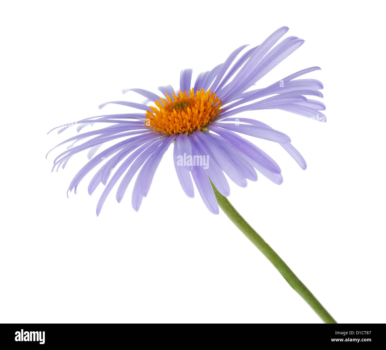 Blue chamomile flower. Isolated on white background Stock Photo Alamy
