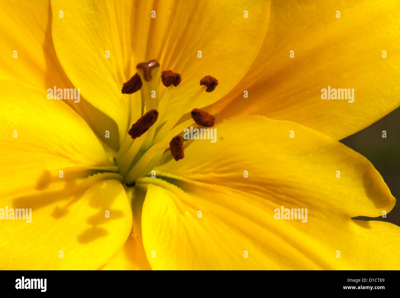 Lilium African Queen Lily Stock Photo - Alamy
