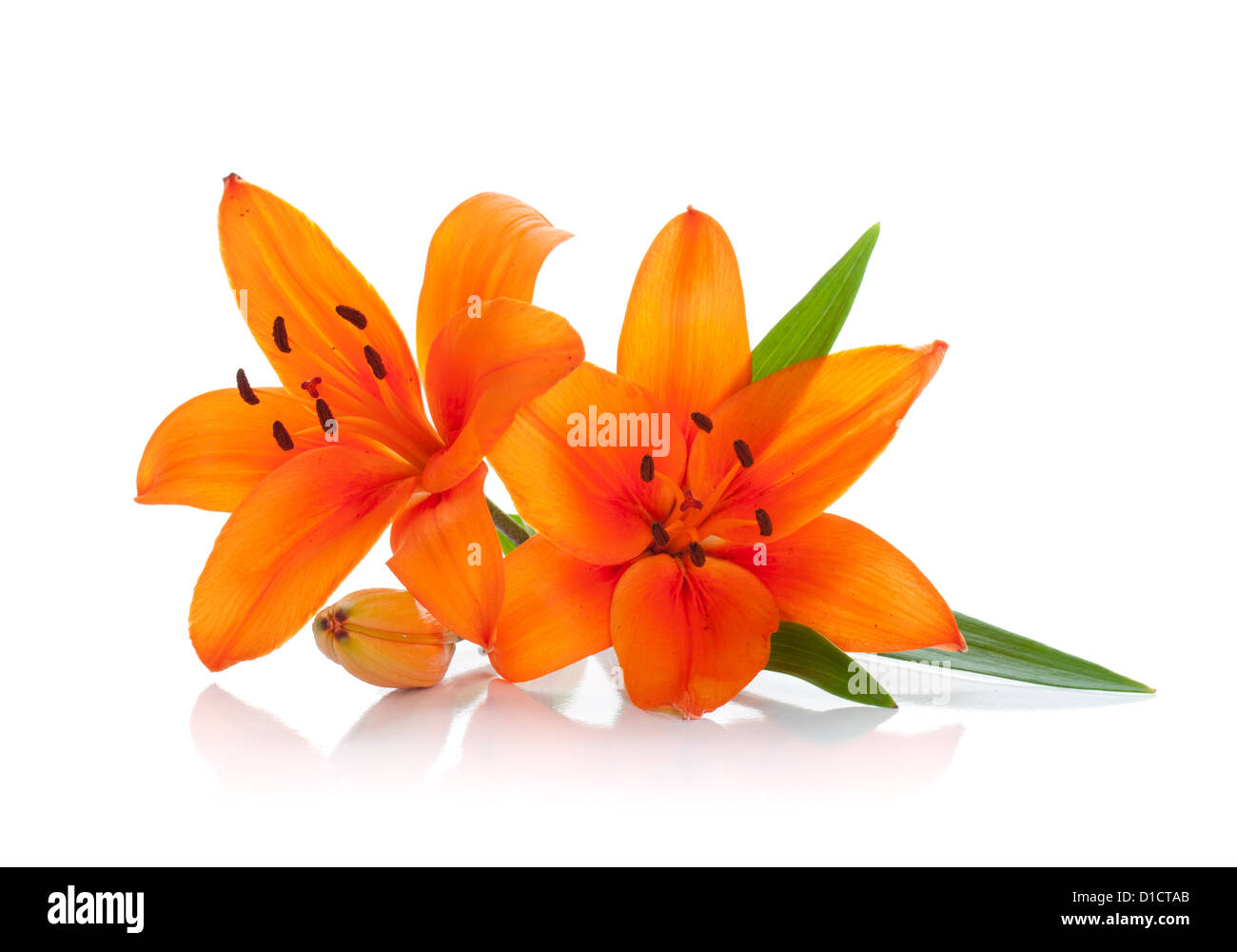 Two orange lily. Isolated on white background Stock Photo - Alamy