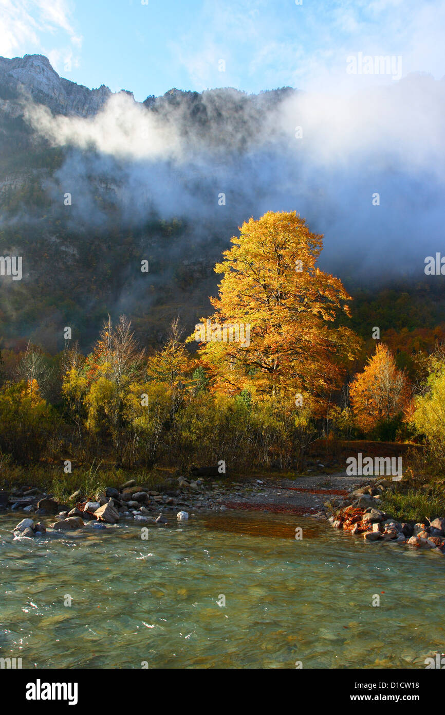 Beech Trees (Fagus sylvatica) in Autumn. Ordesa y Monte Perdido National Park. Huesca Province. Aragon, Pyrenees Stock Photo
