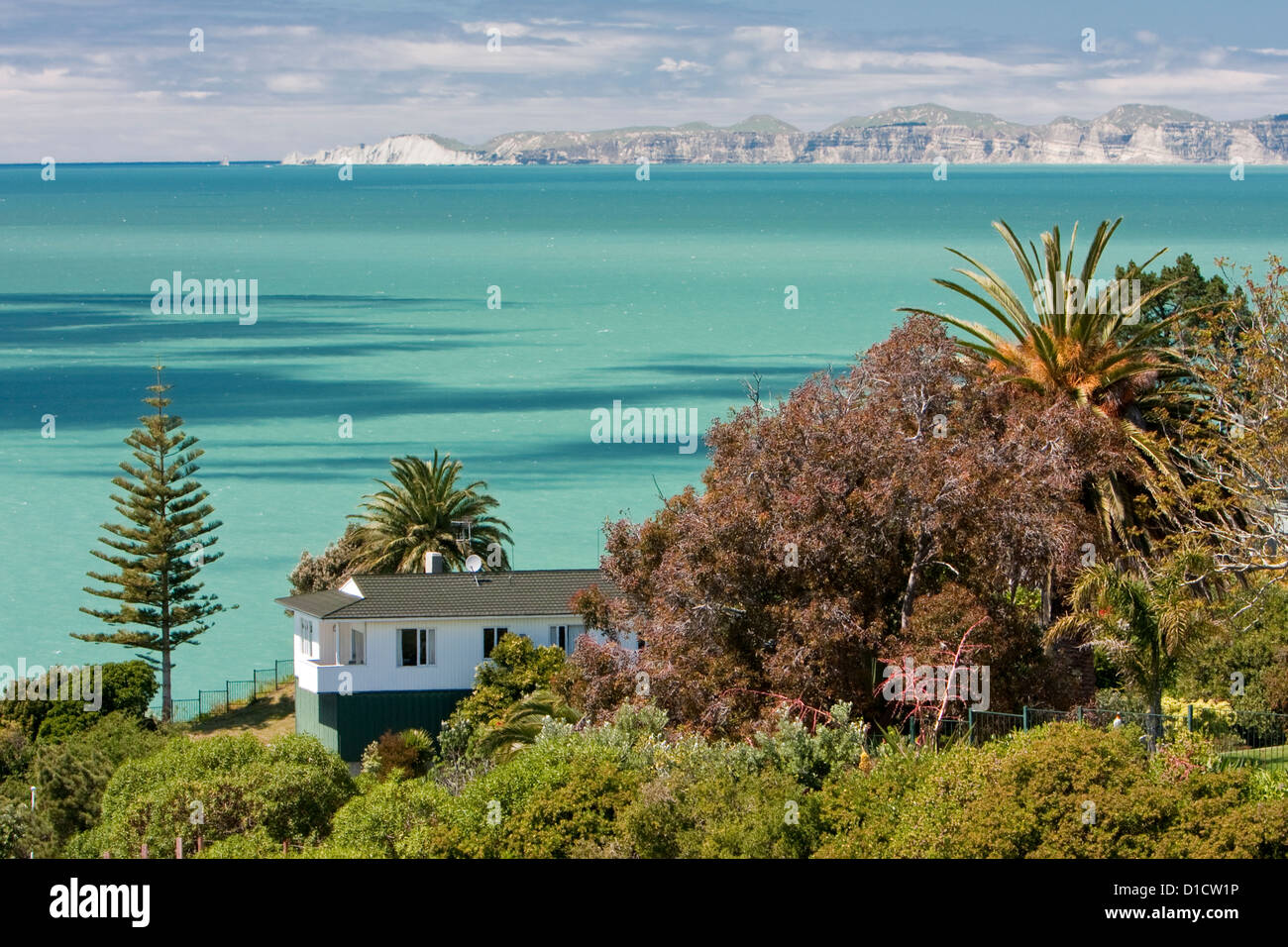 Norfolk Pine High Resolution Stock Photography And Images Alamy Norfolk Pine High Resolution Stock Photography And Images Alamy