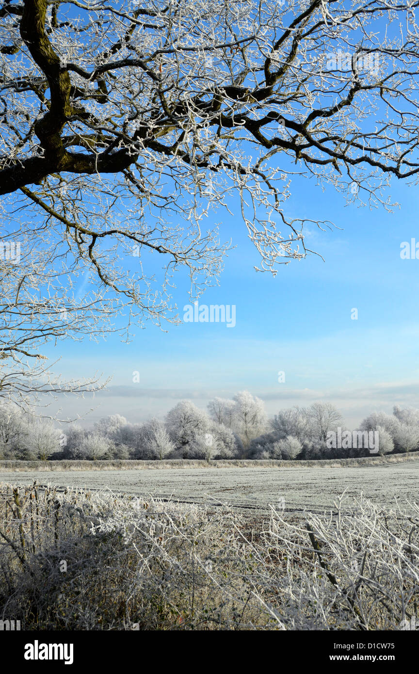 Hoar frost in English farming countryside winter tree & hedgerow landscape with covering of hoarfrost blue sky day in rural Brentwood Essex England UK Stock Photo