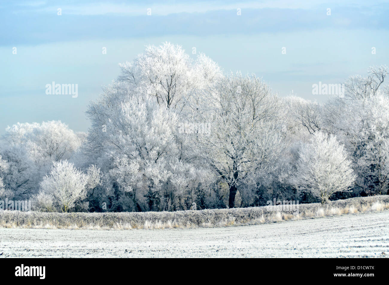 Winter trees & hedgerow branches in cold morning rural countryside tree landscape covering of hoar frost (no snowfall) Brentwood Essex England UK Stock Photo