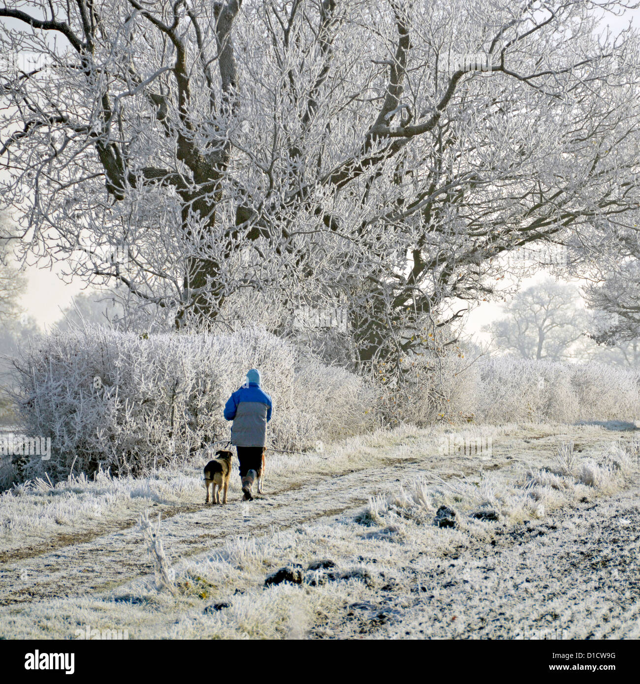 Winter weather woman walking dog on countryside path in field early morning exercise for dogs hoar frost in rural hedgerow landscapes Essex England UK Stock Photo